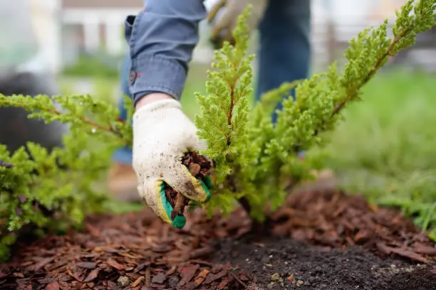 Affordable Mulching in Davie, FLL