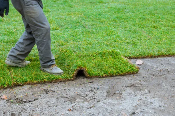 How long after installing sod can you walk on it Davie, FL