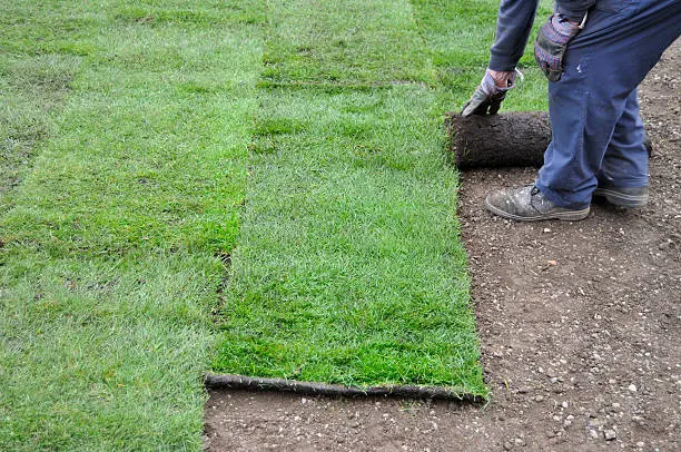 How long after installing sod can you walk on it in Davie, FL