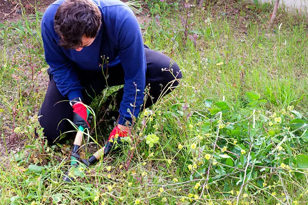 How to clear a yard full of weeds in Davie, FL