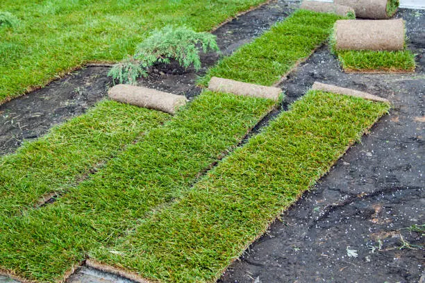 How to lay sod over existing lawn in Davie, FL