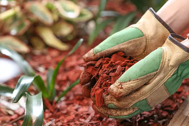 Mulching Miami Davie, FL