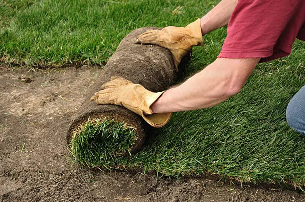 Sod Installation in Davie, FL