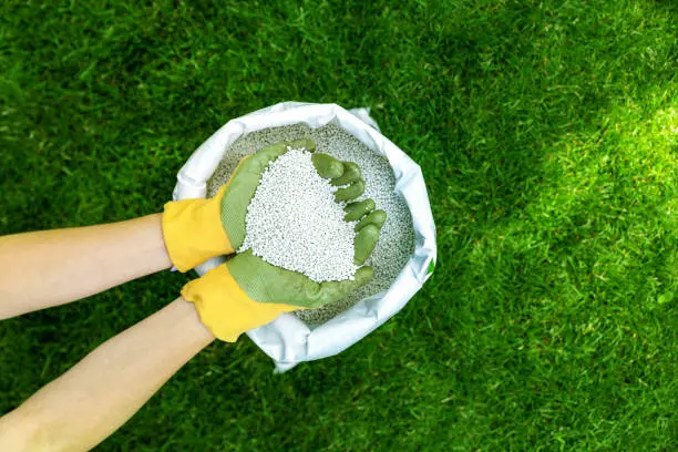 When is the best time to fertilize your lawn in Davie, FL