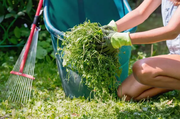 Yard Cleanup Davie, FL